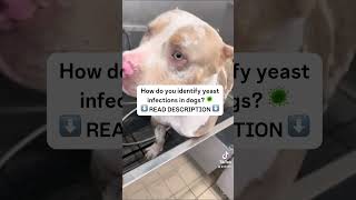 Yeast infections in dogs 5 signs every pet owner should know 🐾 [upl. by Spanos]