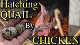 Use Chickens to Hatch Out Quail Eggs Incubation Experiment [upl. by Zurciram]