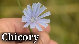 Common Chicory Identification  Cichorium intybus [upl. by Malinowski679]