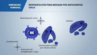 RESPUESTA EFECTORA MEDIADA POR ANTICUERPOS VIRUS [upl. by Zennas]