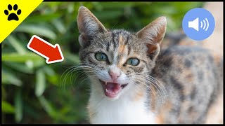 😺 Katzen Miauen  Teste wie deine Katze oder dein Hund reagiert  Sound Effect [upl. by Jere]