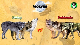 WOLVES  Size Comparison  Extant vs Extinct  All Subspecies [upl. by Savick]