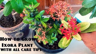 How to Care Ixora Plant  Summer Flowering Plants how to grow ixora in pots [upl. by Fazeli]