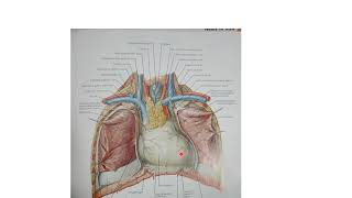 Anatomie du coeur [upl. by Netta]