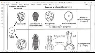 la reproducteurs chez les cormophytes Bryophytes [upl. by Reivax665]