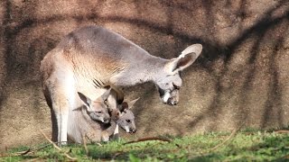 Along for the ride Two kangaroo joeys in one pouch at Saint Louis Zoo [upl. by Ymeraj]