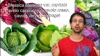 quotQuello che sorpassa ogni altro vegetalequot [upl. by Yreva]