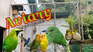 Aviary minimalis  proses pembuatan aviary [upl. by Asilet]