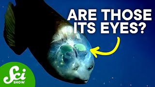 The Strange Mystery of the Barreleye Fish [upl. by Kimberly]