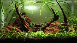 How to Aquascape a 10 Gallon Tank  Setup [upl. by Lempres]