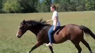 Horseback riding bareback bridleless  galloping lead changes music stripped￼… see repost￼ [upl. by Akeyla]