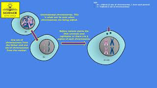 MEIOSIS [upl. by Ybrik]