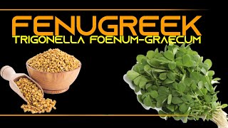 INFORMATION 68  FENUGREEK TRIGONELLA FOENUM GRAECUM [upl. by Latsyrcal746]