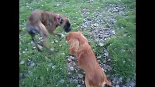 chien drolefunny dogs 2016funny dogs compilation 2016funny people compilation 2016funny cats [upl. by Rawde]