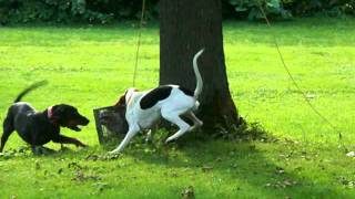 coonhound training [upl. by Izak241]