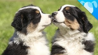 Mini Australian Shepherds Facts [upl. by Verne168]