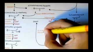 Human Metabolism Map III  Glycerols MonoDi Tri and Phosphatidic Acid [upl. by Sola]