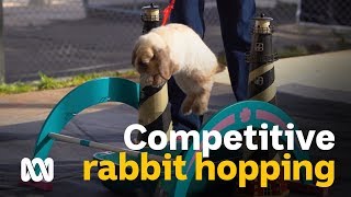 Competitive Hopping Rabbit athletes hope to hop to the top of the podium [upl. by Reppiks660]