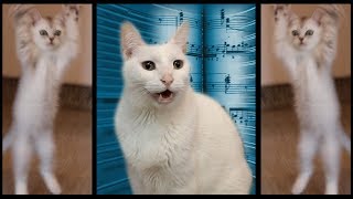 Cats Sing Classical Music  Can Can  Cats Version  Cats Parody [upl. by Anyahc]