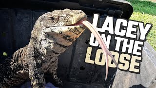 LACE MONITOR ON THE LOOSE IN WESTERN SYDNEY  GOANNA RESCUE [upl. by Marje]