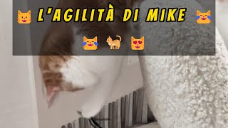 😺l’agilità di Mike 😹😹🐈😻mainecoon mainecooncat mainecoonkitten mainecoonlife shorts [upl. by Sutelc]