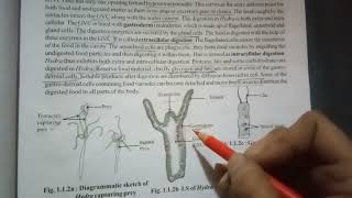 nutrition in hydra gastrovascular cavity GVC points to remember [upl. by Somar]