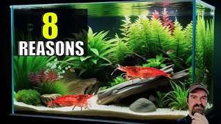 8 Cherry Shrimp Keeping Mistakes And How To Avoid Them [upl. by Sarid]