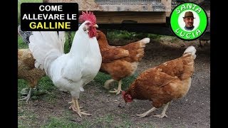 COME ALLEVARE LE GALLINE [upl. by Pelpel]