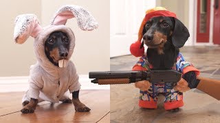 Ep 6 Easter Bunny Wakes Up Grumpy Wiener Dog [upl. by Ecnaret]