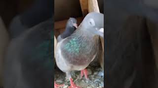 🕊️Show💥🔥Java bro bird Trichy birdquality love pigeon💥💥 [upl. by Russ827]