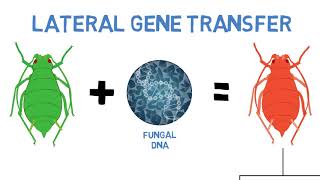 Lateral Gene Transfer in Insects LGT 30 [upl. by Cairns29]