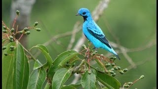 Pássaros Silvestres BR Brazilian Birds part 3 Cotinga Sabiá Encontro pega [upl. by Laurianne617]