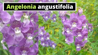 Angelonia angustifolia [upl. by Fagaly]