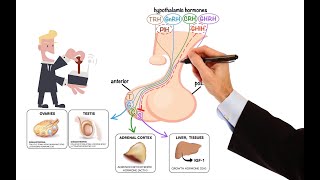 Pharmacology – DRUGS FOR PITUITARY AND THYROID DISORDERS MADE EASY [upl. by Nreval640]