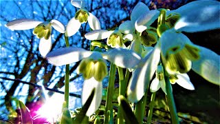 Le Perceneige une fleur charmante donnant un avant goût de printemps [upl. by Mook]