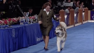 AKC National Owner Handler Series  Best in Show [upl. by Rolyak]