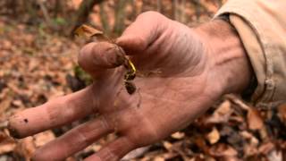 The life cycle of goldenseal [upl. by Turtle]