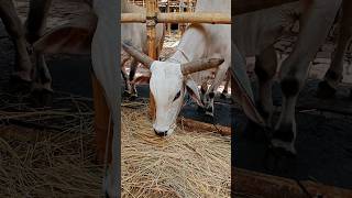 Cow unloading Big size Cow Cow video Part 14 shorts [upl. by Dez]