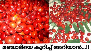 Red lucky seed HuntingRed sandal woodCoraltreeമഞ്ചാടിയെ കുറിച്ച് അറിയാൻAdenanthera Pavonina [upl. by Neelik]