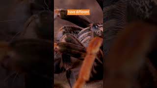 Tarantula Urticating Hairs as Defense Mechanism  quotPamphobeteus solarisquot [upl. by Orlantha]