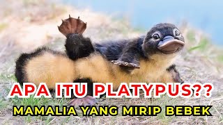 Platypus  Mamalia Tapi Bertelur Dan Berparuh Seperti Bebek [upl. by Susann]