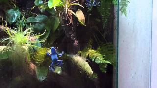 Dendrobates tinctorius azureus climbing the window [upl. by Yelik]