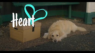 Heart  RSPCA Christmas Advert  2022 [upl. by Nidnerb235]