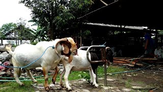 Natural boer goat farming  Goat farming in village [upl. by Shulins881]