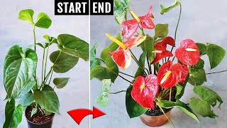 Anthurium not blooming Copy my recipe amp get more flowers EASILY [upl. by Mchale641]