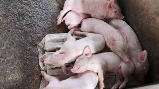 PIGGERY FARM MY SMALL BUSINESS 10 days old piglets [upl. by Carmelina]