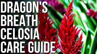 Dragon’s Breath Celosia Info And Care  How To Grow Celosia Flower [upl. by Yelwar738]