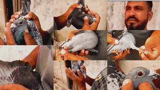 Arif Bhai Sodagar raccing humar Pigeon stock available [upl. by Hairabez]