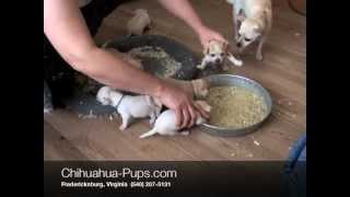 How To Wean Chihuahua Puppies  4 weeks old  First Solid Food [upl. by Einoj]