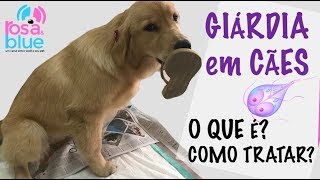 GIÁRDIA em CÃES O QUE É SINTOMAS COMO TRATAR [upl. by Cony440]